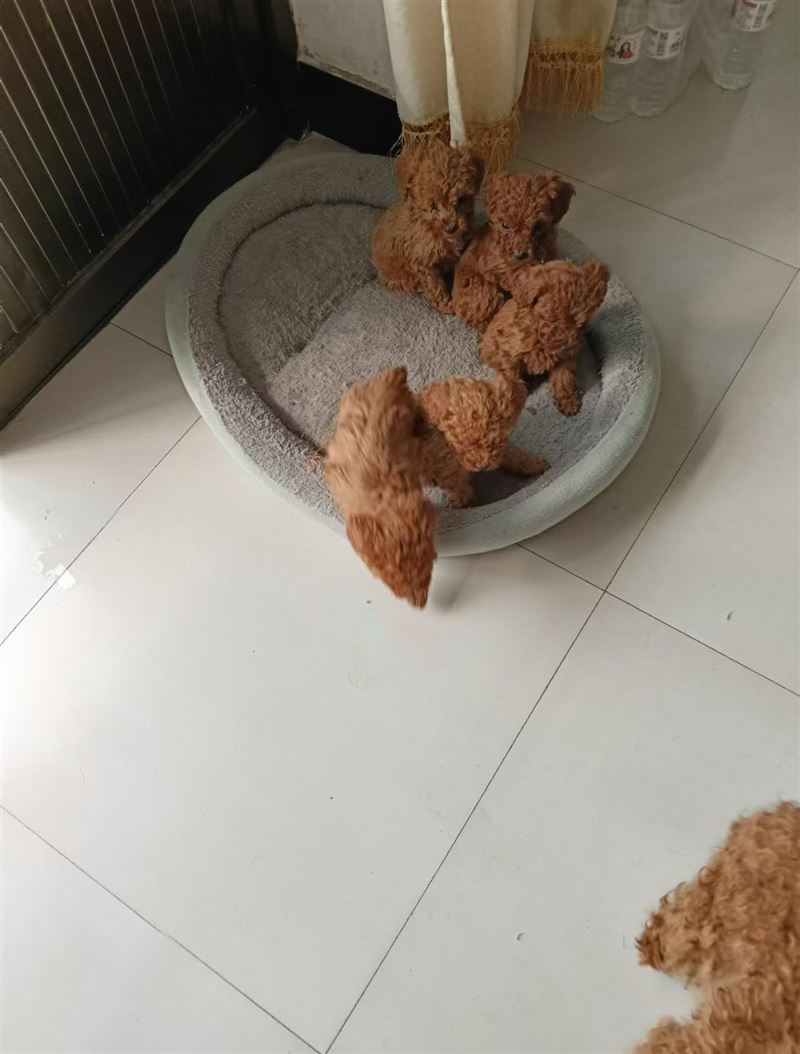 正定出售小泰迪